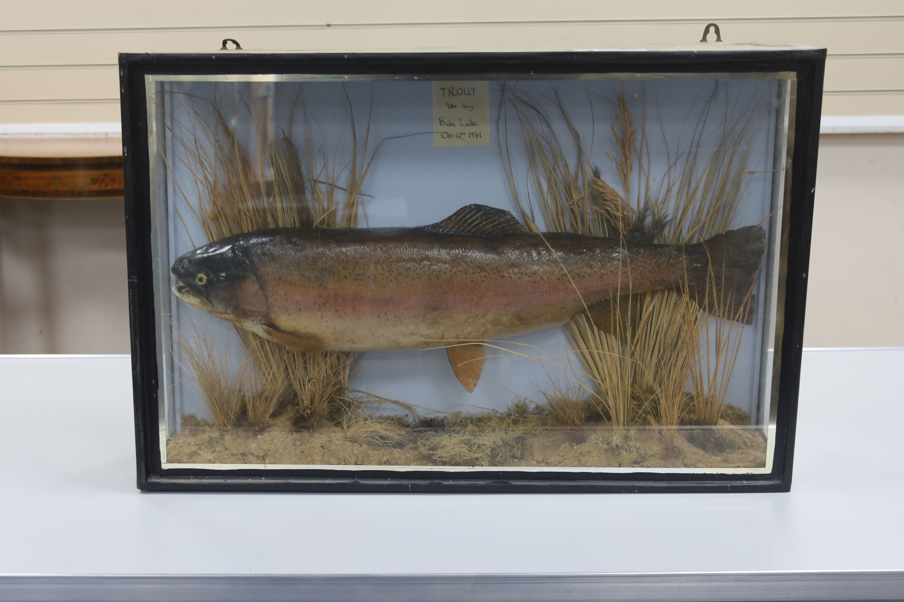 A cased taxidermic trout, 9lbs 4oz., width 70cm